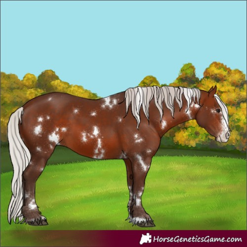 Horse Color:White Spotted Silver Brown Sabino