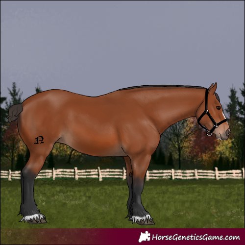 Horse Color:Bay Frame 