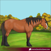 Horse Color:Bay Frame 