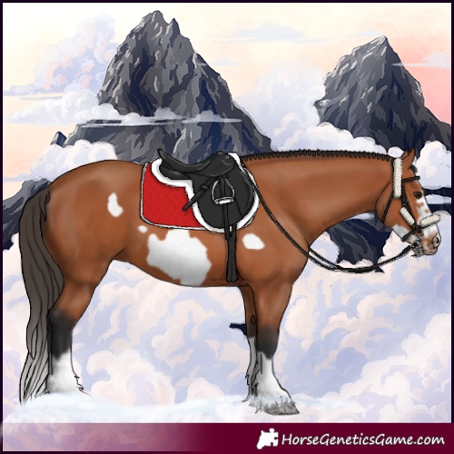 Horse Color:Bay Splash Frame