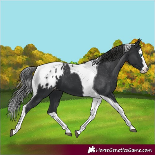 Horse Color:Black Splash Tobiano Blanket 