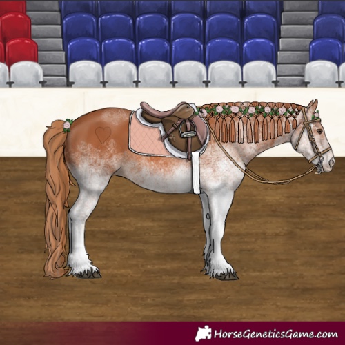 Horse Color:White Spotted Chestnut