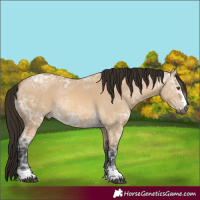 Horse Color:Unknown 