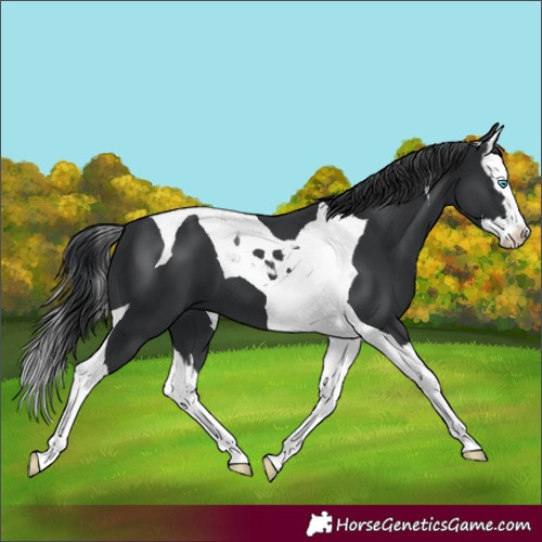 Horse Color:Black Splash Tobiano