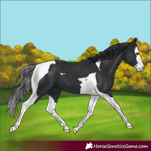Horse Color:Black Splash Tobiano 