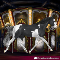 Horse Color:Black Splash Tobiano 