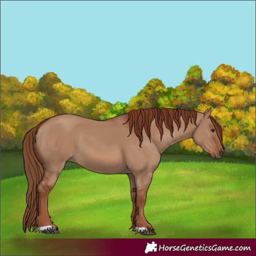 Horse Color:Red Dun 