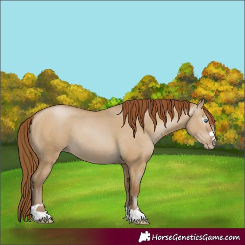 Horse Color:Gray Smoky Grullo Pearl 