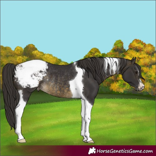 Horse Color:Buckskin Tobiano Appaloosa Rabicano