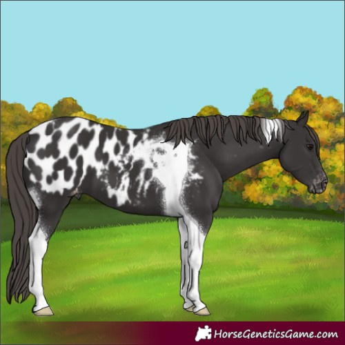 Horse Color:Smoky Black Tobiano Appaloosa 