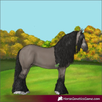 Horse Color:Gray Grullo 