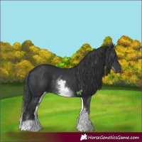 Horse Color:Unknown 