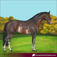 Horse Color:Brown Sabino Varnish 