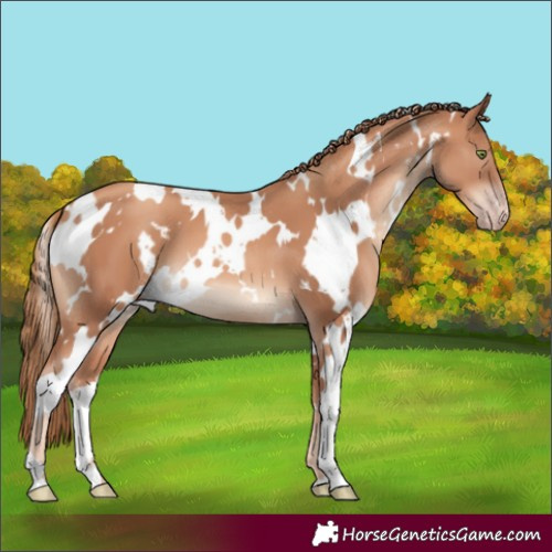Horse Color:White Spotted Gold Champagne 