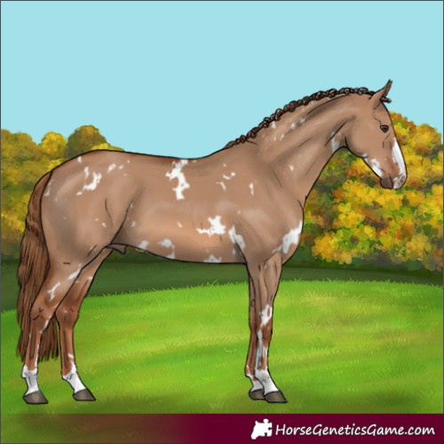 Horse Color:White Spotted Red Dun 