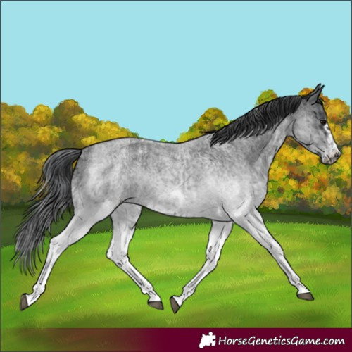 Horse Color:White Spotted Blue Roan Rabicano  and White Spotted Blue Roan Frame Rabicano 