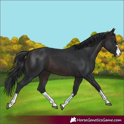 Horse Color:Brown 