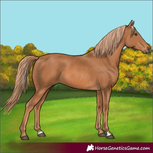 Horse Color:Unknown 