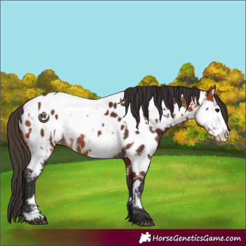 Horse Color:Bay Frame Near Leopard and Bay Frame Near Fewspot