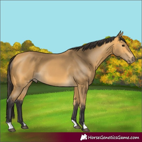 Horse Color:Buckskin 