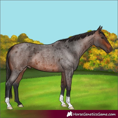 Horse Color:Brown Roan 