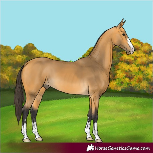 Horse Color:Buckskin