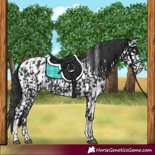 Horse Color:Black and Black Appaloosa