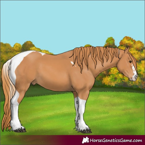 Horse Color:Unknown 
