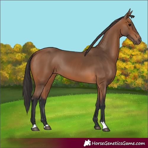 Horse Color:Bay 