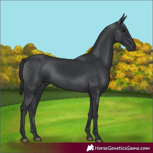 Horse Color:Black 