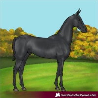 Horse Color:Black 