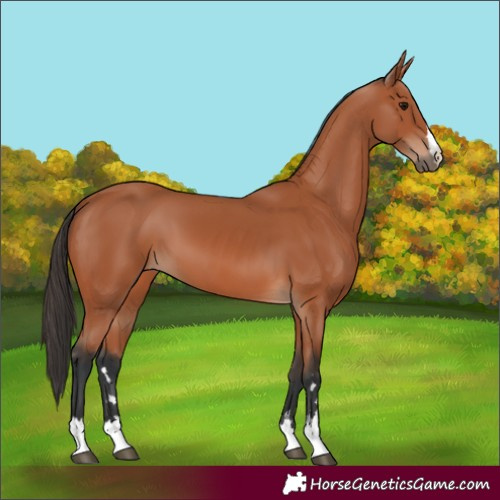 Horse Color:Bay 