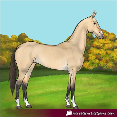 Horse Color:Buckskin Dun 