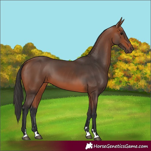 Horse Color:Bay 