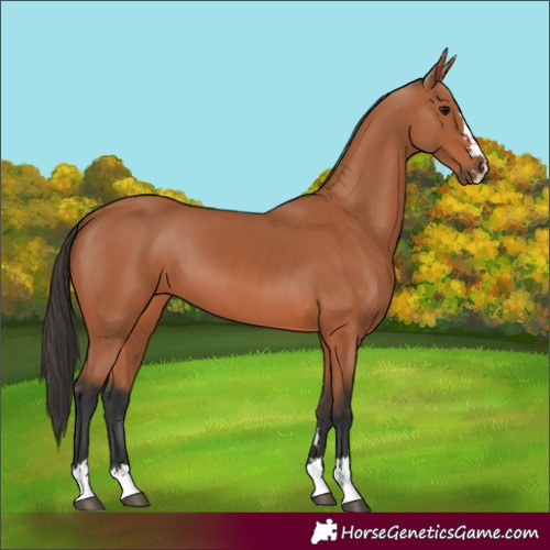 Horse Color:Bay 