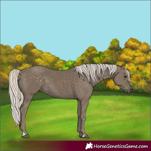 Horse Color:Unknown 