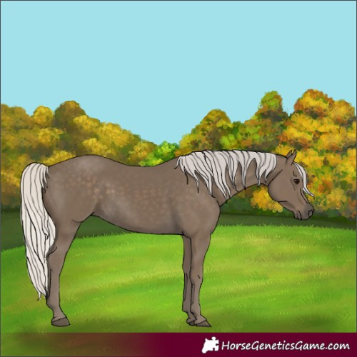Horse Color:Silver Smoky Black 