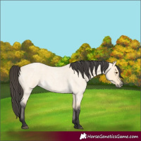 Horse Color:Buckskin Roan Dun