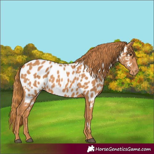 Horse Color:Unknown 