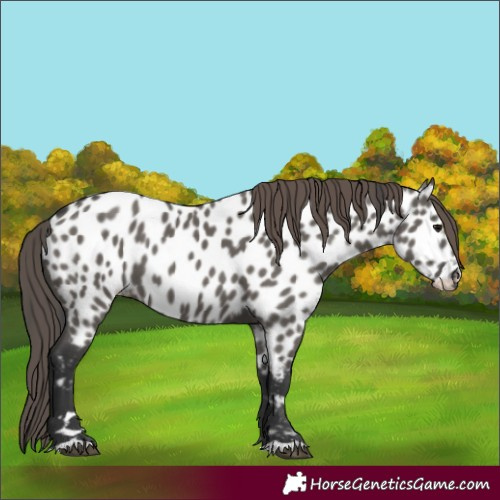 Horse Color:Grullo Appaloosa 