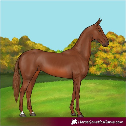 Horse Color:Chestnut 