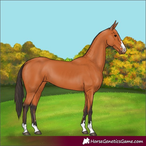 Horse Color:Bay 