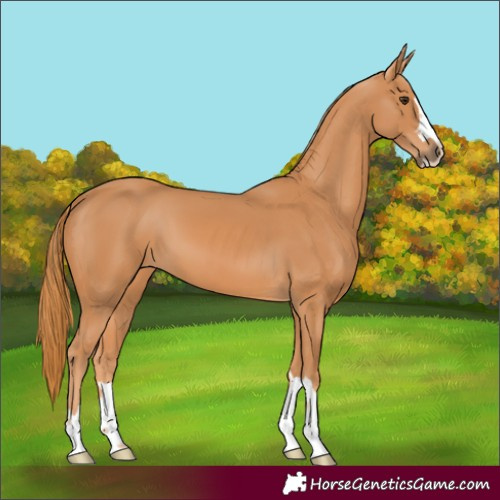 Horse Color:Chestnut 