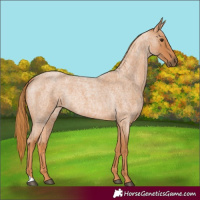 Horse Color:Red Roan 