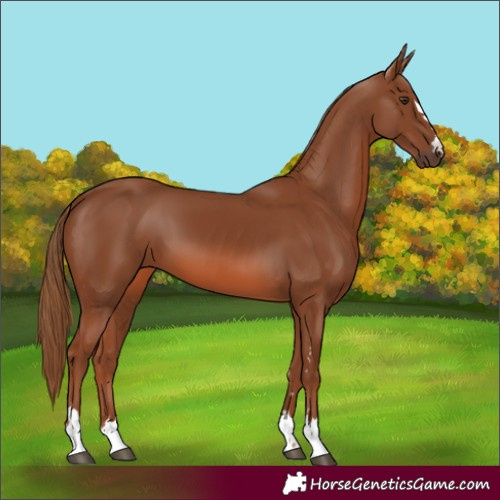 Horse Color:Chestnut 