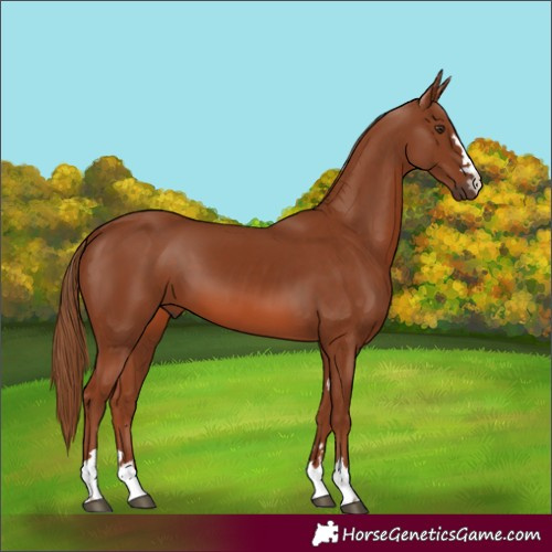 Horse Color:Chestnut 