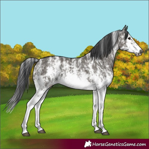 Horse Color:Grullo Sabino Splash  and Grullo Sabino Splash Frame 