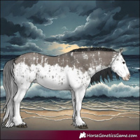 Horse Color:Grullo Sabino Splash and Grullo Splash
