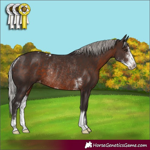 Horse Color:Silver Brown Sabino Appaloosa Rabicano