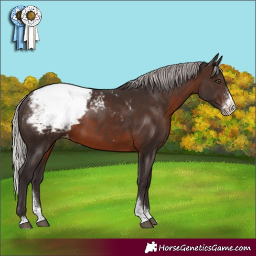Horse Color:Silver Brown Sabino Appaloosa 